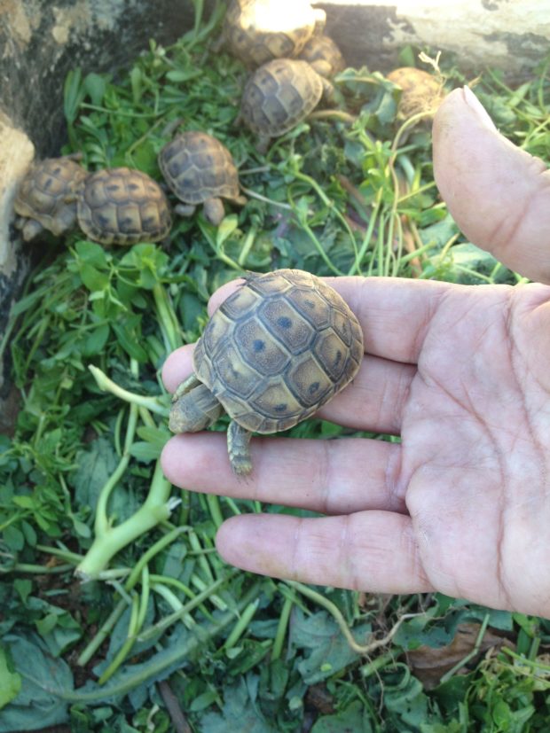 %d7%a4%d7%a1%d7%98%d7%99%d7%91%d7%9c-%d7%94%d7%90%d7%aa%d7%a8%d7%95%d7%92-%d7%91%d7%99%d7%a9%d7%95%d7%91%d7%99-%d7%9e%d7%a0%d7%a9%d7%94-1